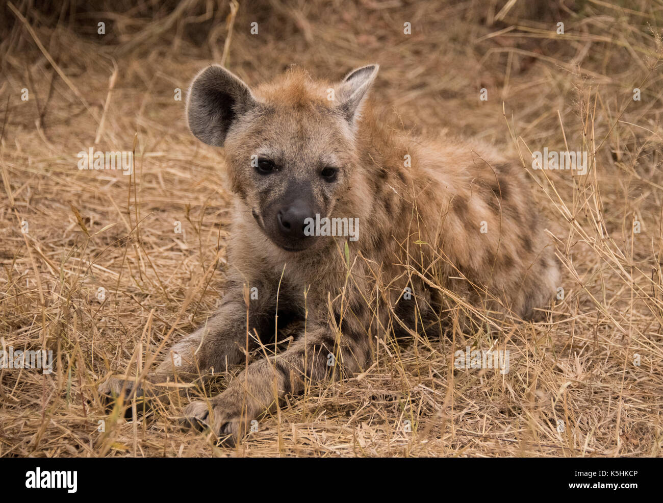 Spotted Hyena, Kruger National Park, South Africa Stock Photo