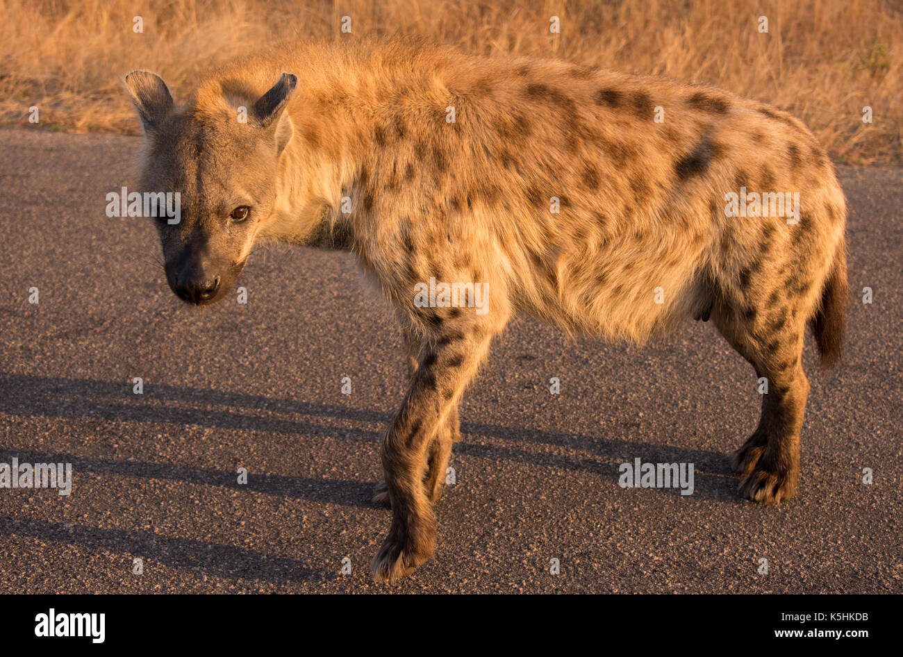 Spotted Hyena, Kruger National Park, South Africa Stock Photo