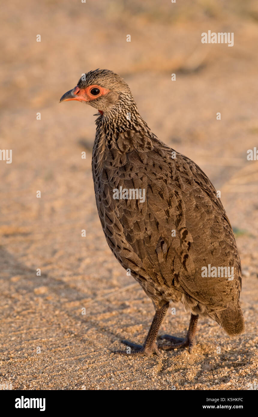 Swainsons Francolin (Pternistis swainsonii) Stock Photo