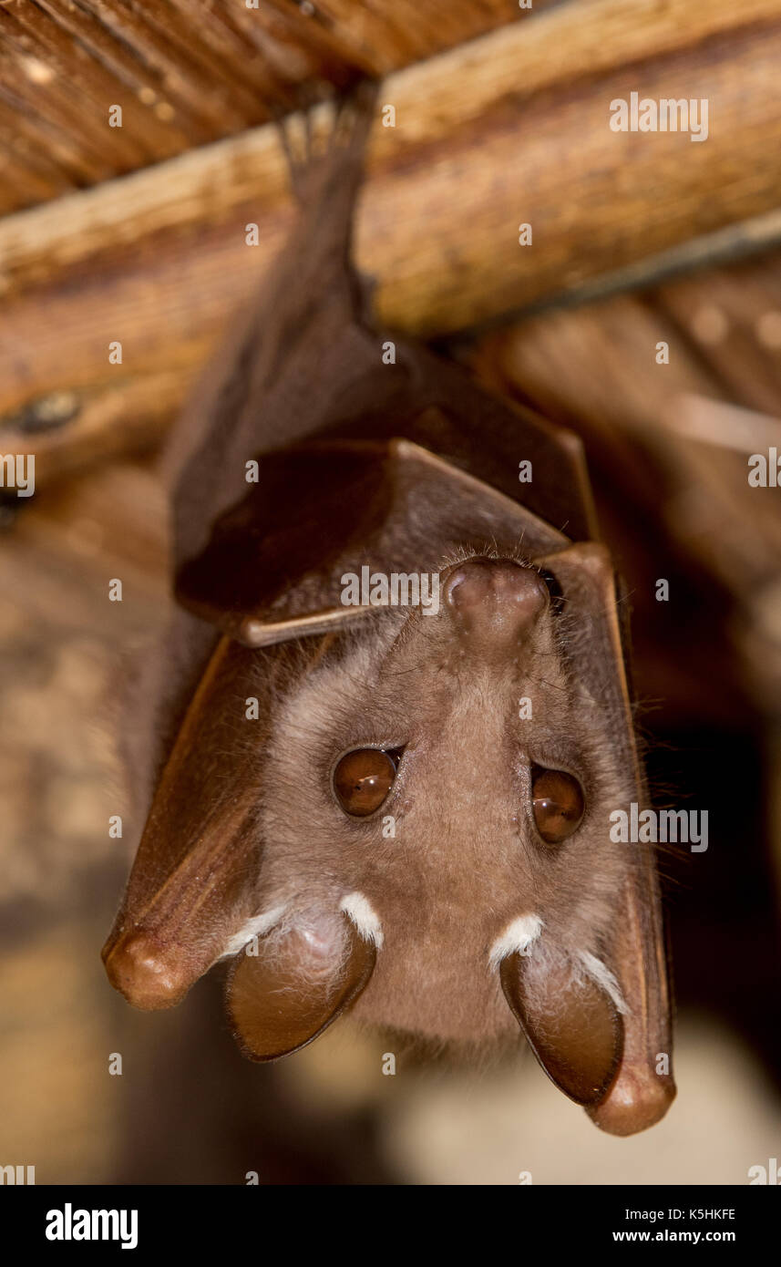 Wahlberg's epauletted fruit bat (Epomophorus wahlbergi), Skukuza Camp, Kruger National Park, South Africa Stock Photo
