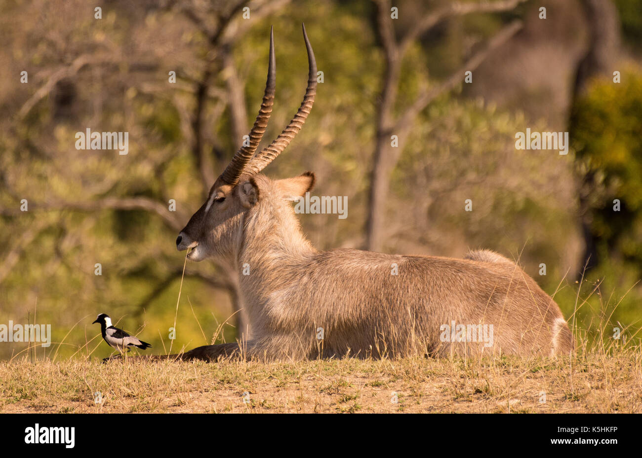 Waterbuck and friend (Kobus ellipsiprymnus) Stock Photo