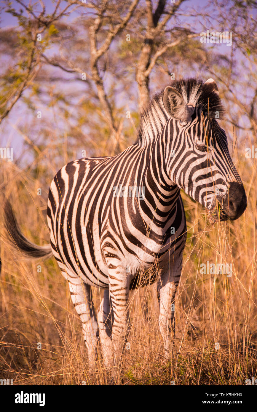 Zebra, Kruger National Park, South Africa Stock Photo