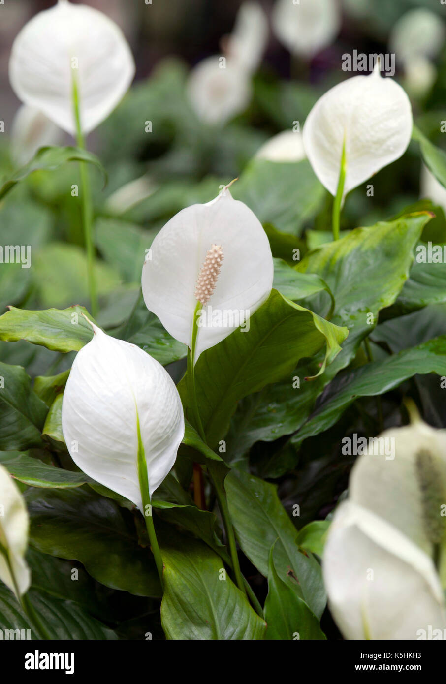Calla lily, Zantedeschia aethiopica - South African plant widely cultivated for its showy pure white spathe and yellow spadix Stock Photo