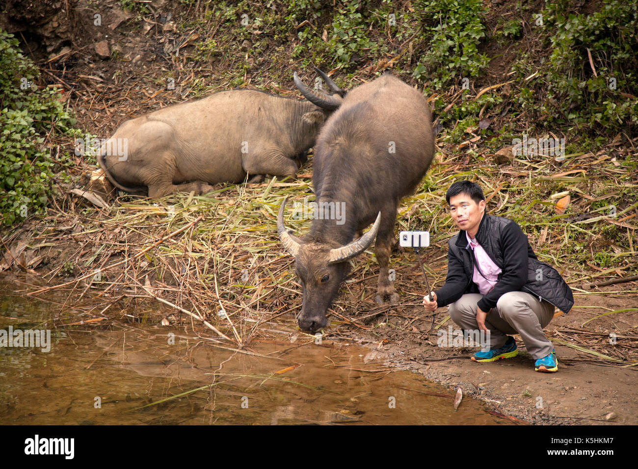 Oriental tourist takes a selfie photo with water buffalo using a selfie stick Stock Photo