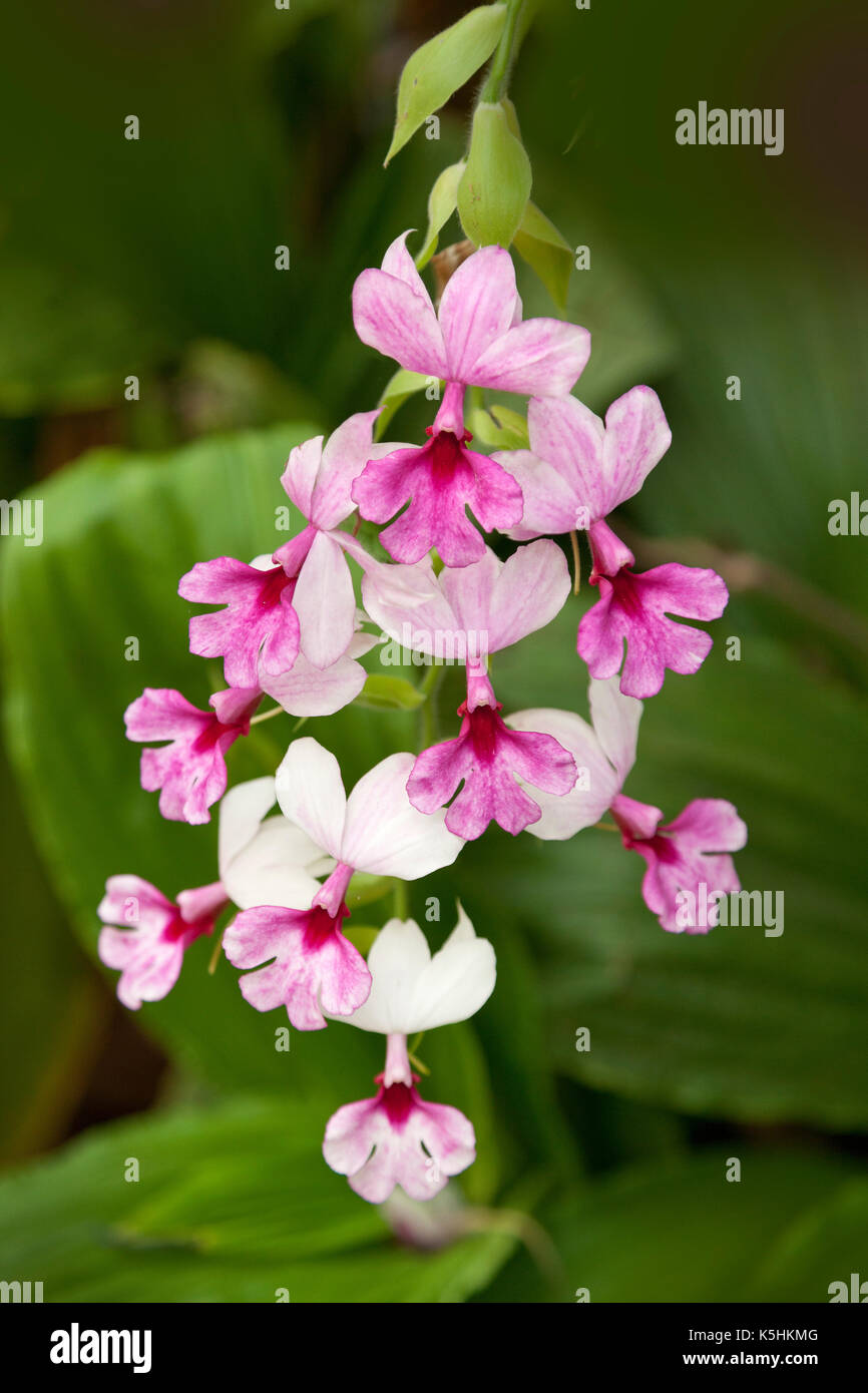 Tropical orchid, Genus; Calanthe, species are found in all tropical areas but mostly concentrated in Southeast Asia Stock Photo