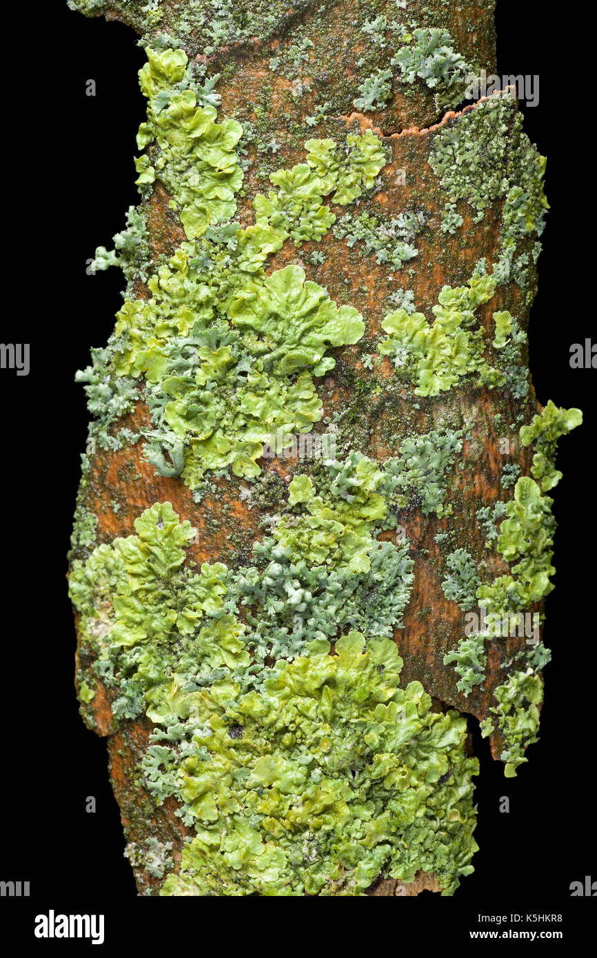 Damp lichens on tree bark, mixture of species, UK Stock Photo