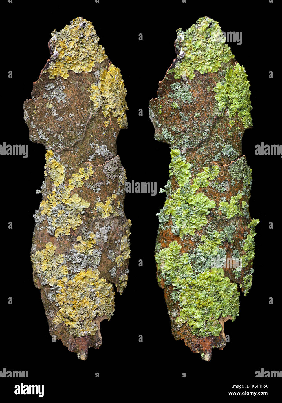 Analytical comparison of lichen appearence; dry (left imge) wet (right) colour contrast & hue changes considerably. Stock Photo