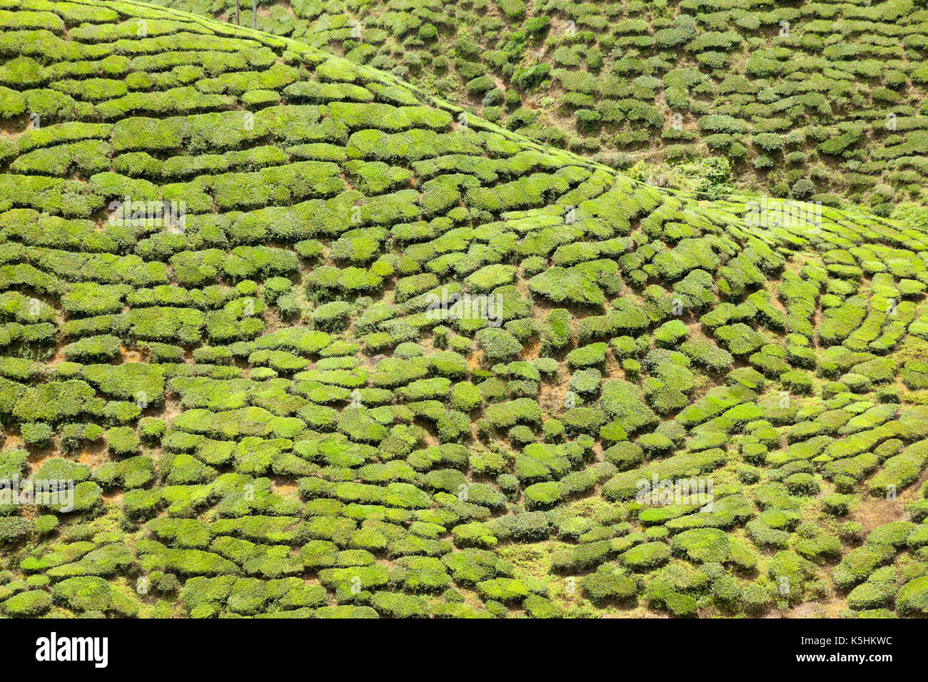 Tea bushes on a hillside, Camellia sinensis, Stock Photo