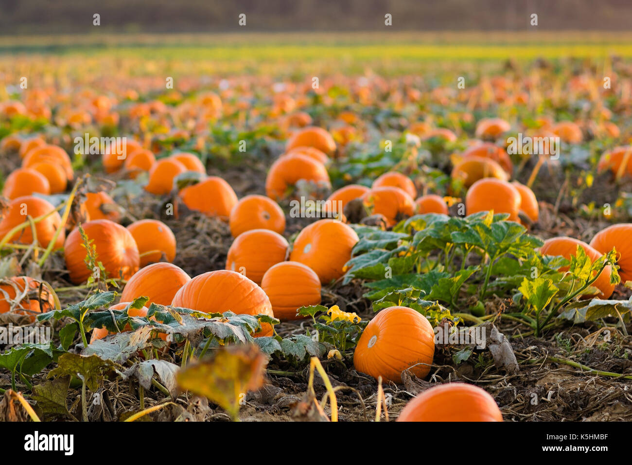 Beautiful pumpkin field in Germany, Europe. Halloween pumpkins on Stock