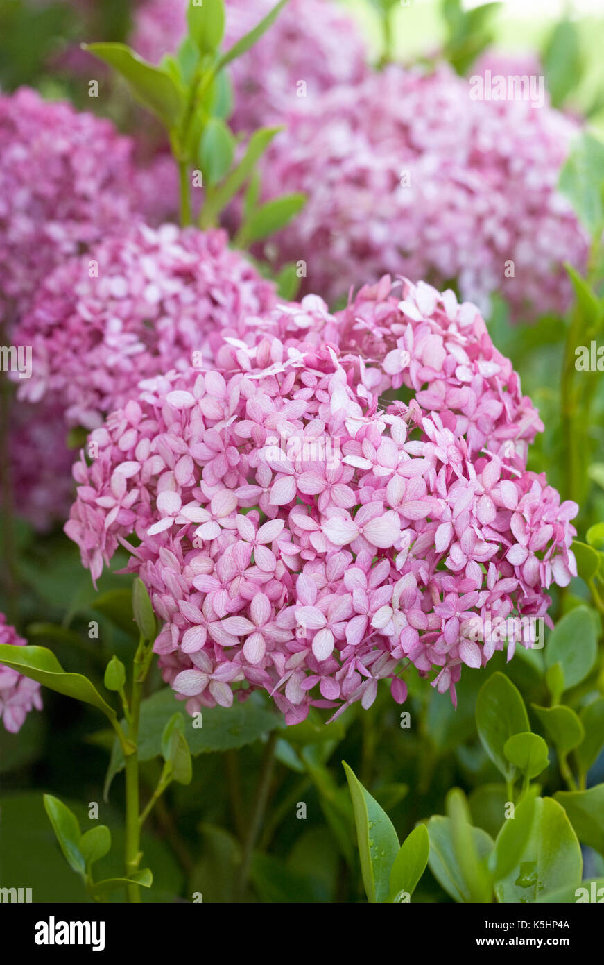 Hydrangea arborescens 'Invincibelle Spirit' flowers. Stock Photo