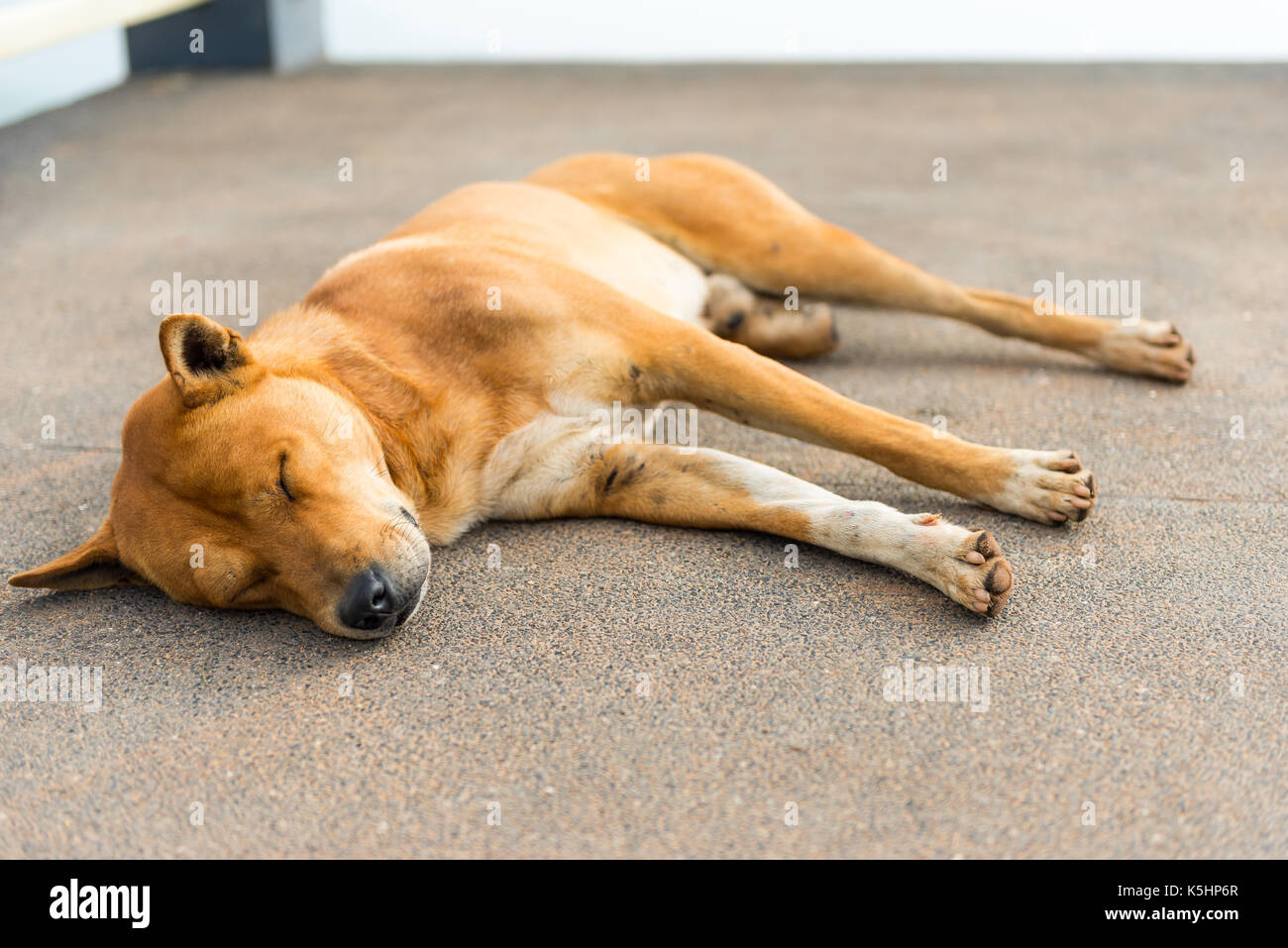 Can Dogs Sleep On The Floor