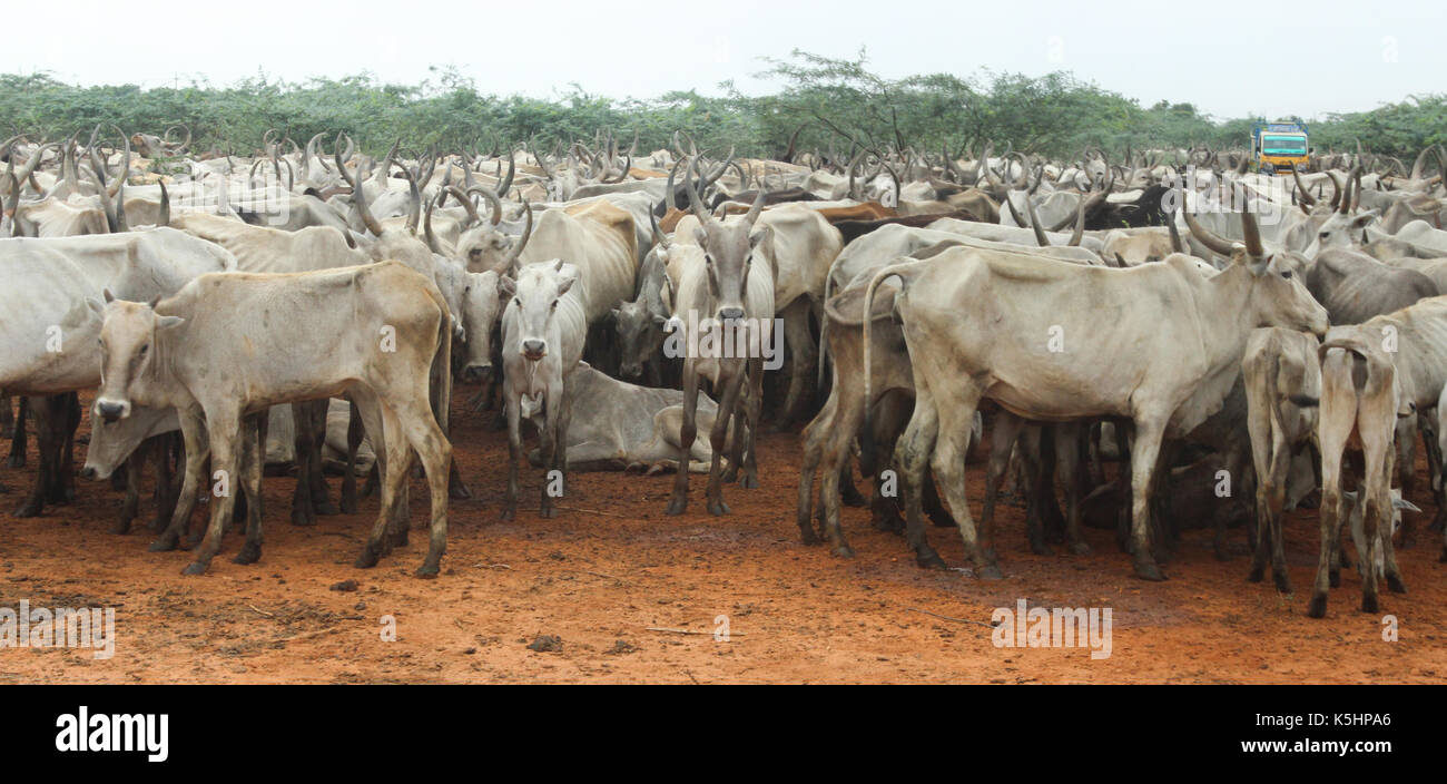 Indian cattle Stock Photo