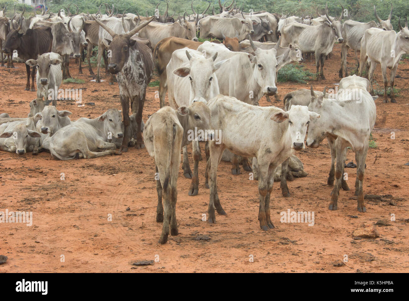 Indian cattle Stock Photo