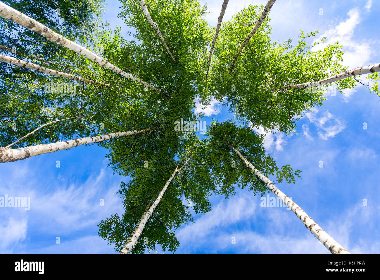 Crowns of tall birch trees above his head in the forest against a blue