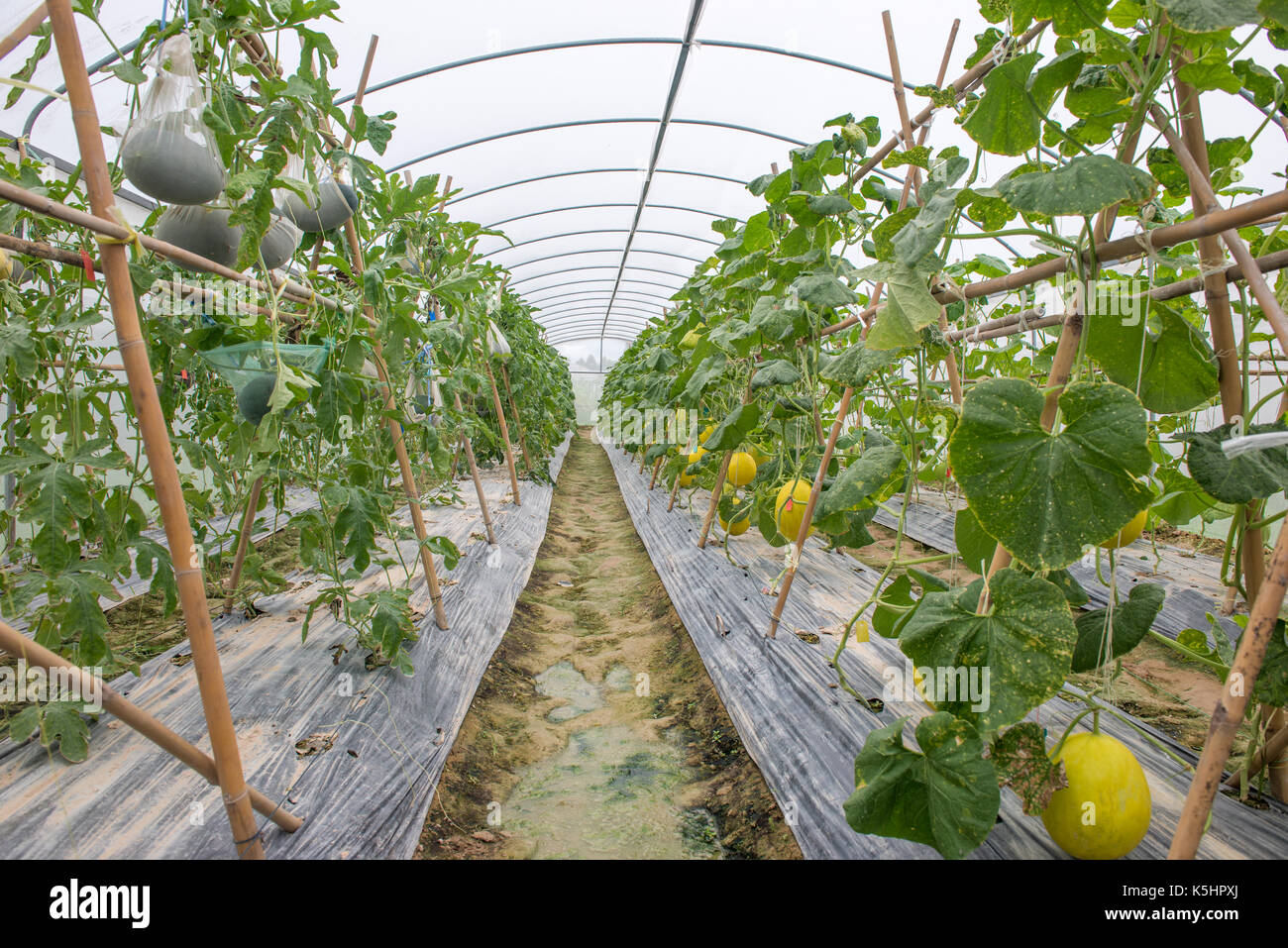 Yellow melons in hydroponic farm, Inside of hydroponic farm or glasshouse that plant melons Stock Photo