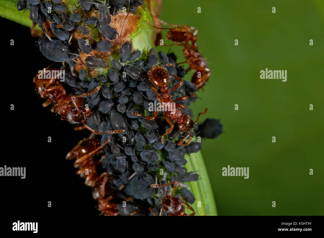 Close-up view of ant herders of plant lice Stock Photo