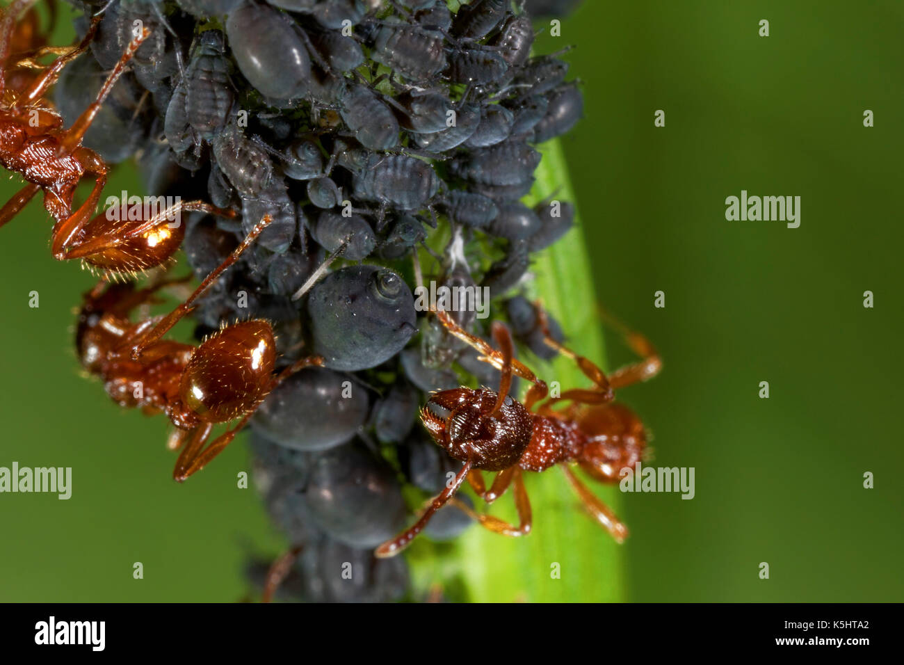 Close-up view of ant herders of plant lice Stock Photo