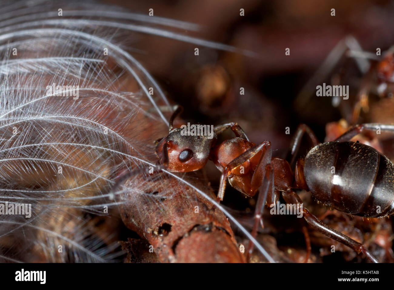 Close-up of the red wood ant, formica rufa Stock Photo