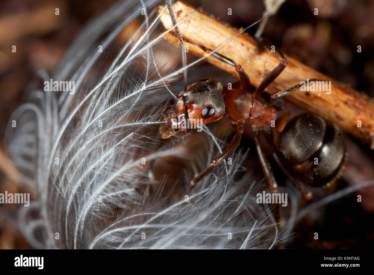 Wood ant nest mound hires stock photography and images Alamy
