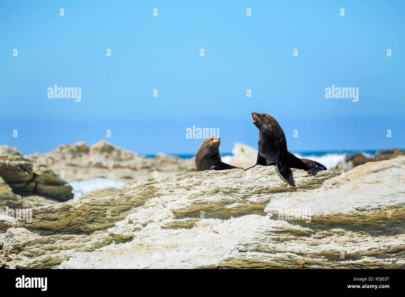 Two fur seals at beach of Kaikoura,New Zealand Stock Photo Alamy