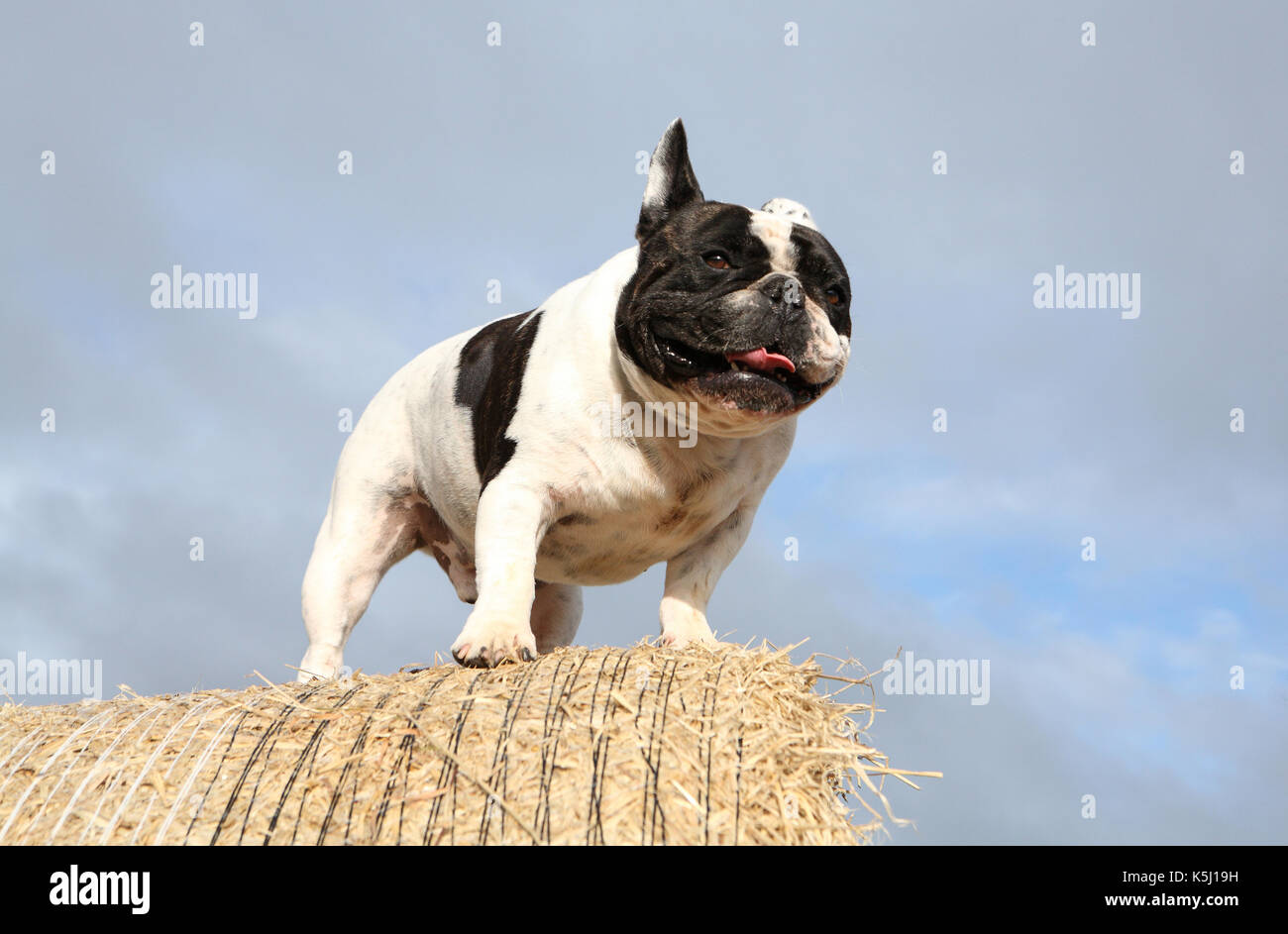 French bull dog Stock Photo