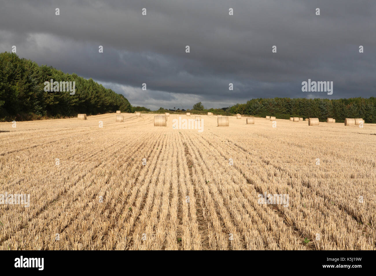 Field of hay Stock Photo