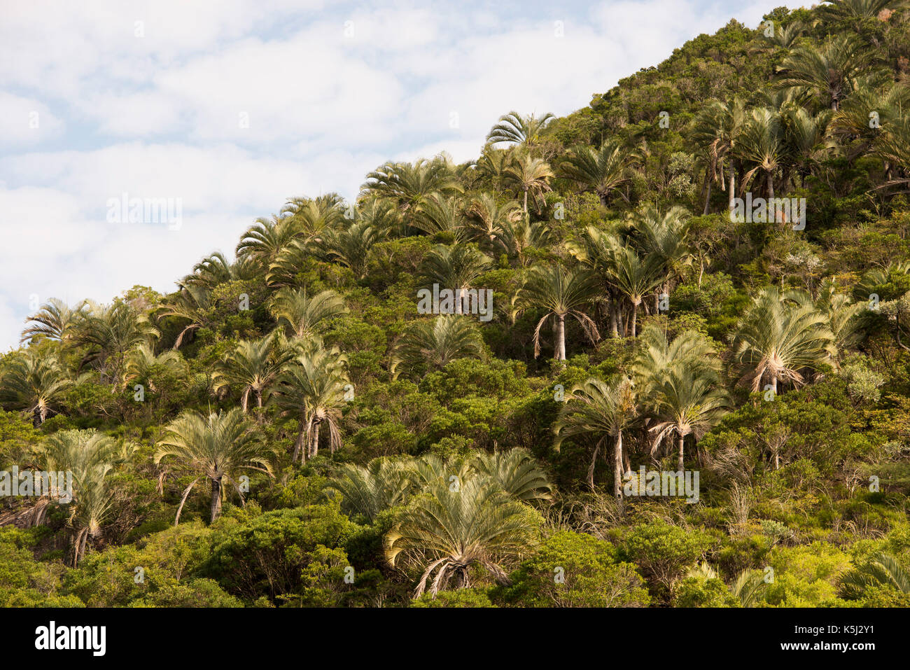 Triangle palms, Dypsis decaryi, endemic to southern Madagascar, Andohahela National Park, Madagascar Stock Photo