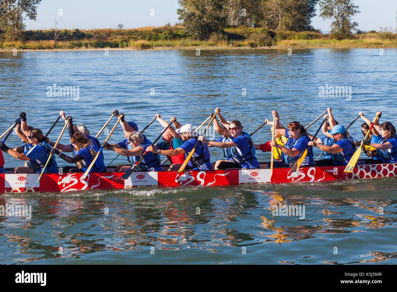 Mixed men and women team paddling to the start line for a Dragon Boat race Stock Photo