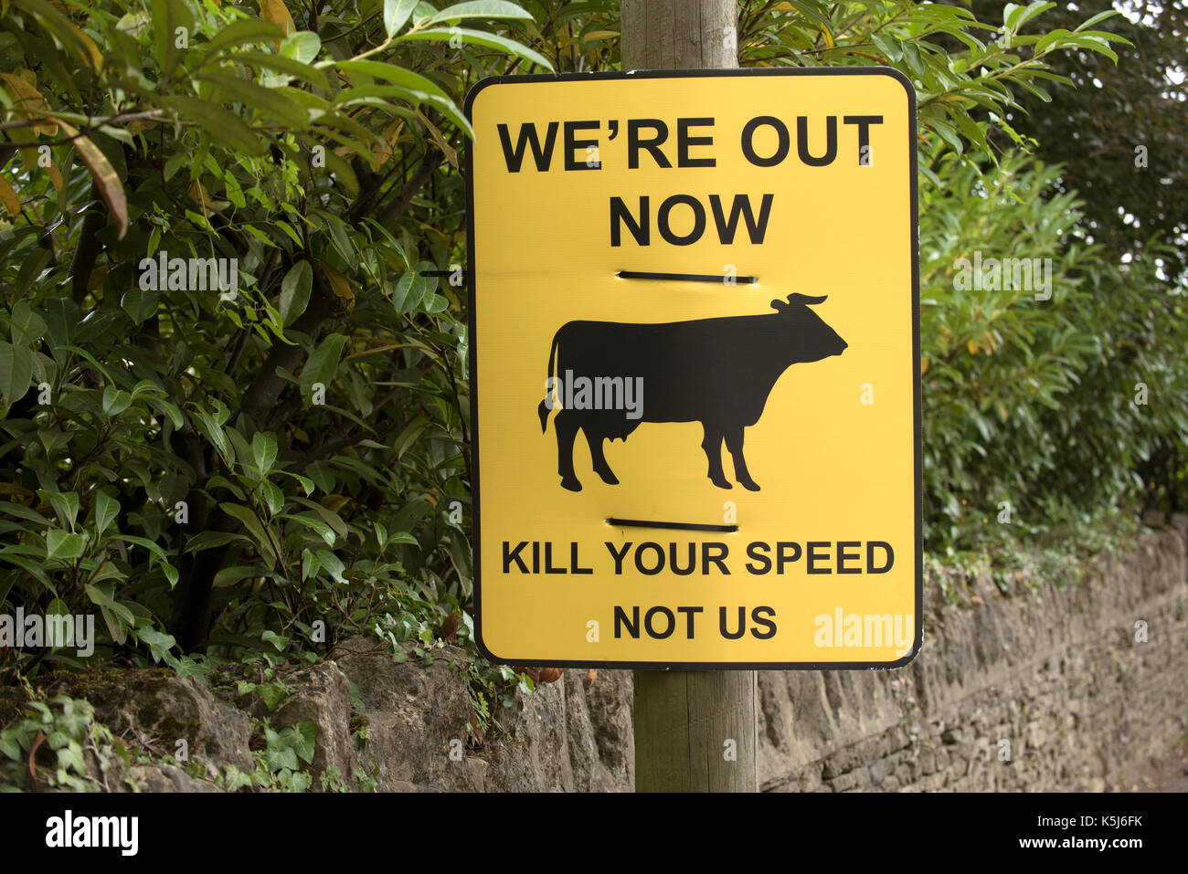 Roadside notice advising motorists that cattle are now out and grazing on Minchinhampton Common Gloucestershire England UK. August 2017 Stock Photo