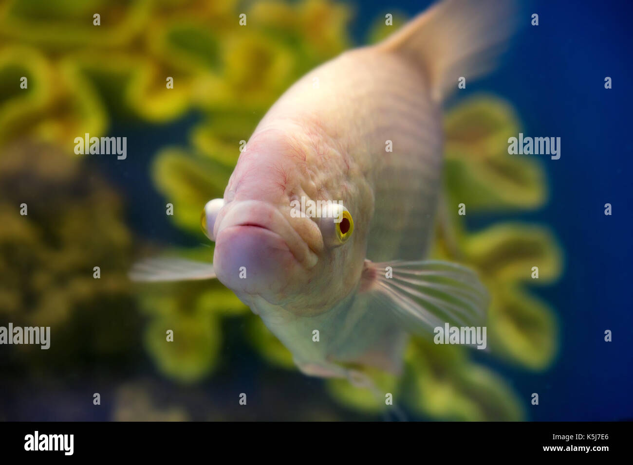 Close up Gourami or Trichogaster trichopterus Stock Photo