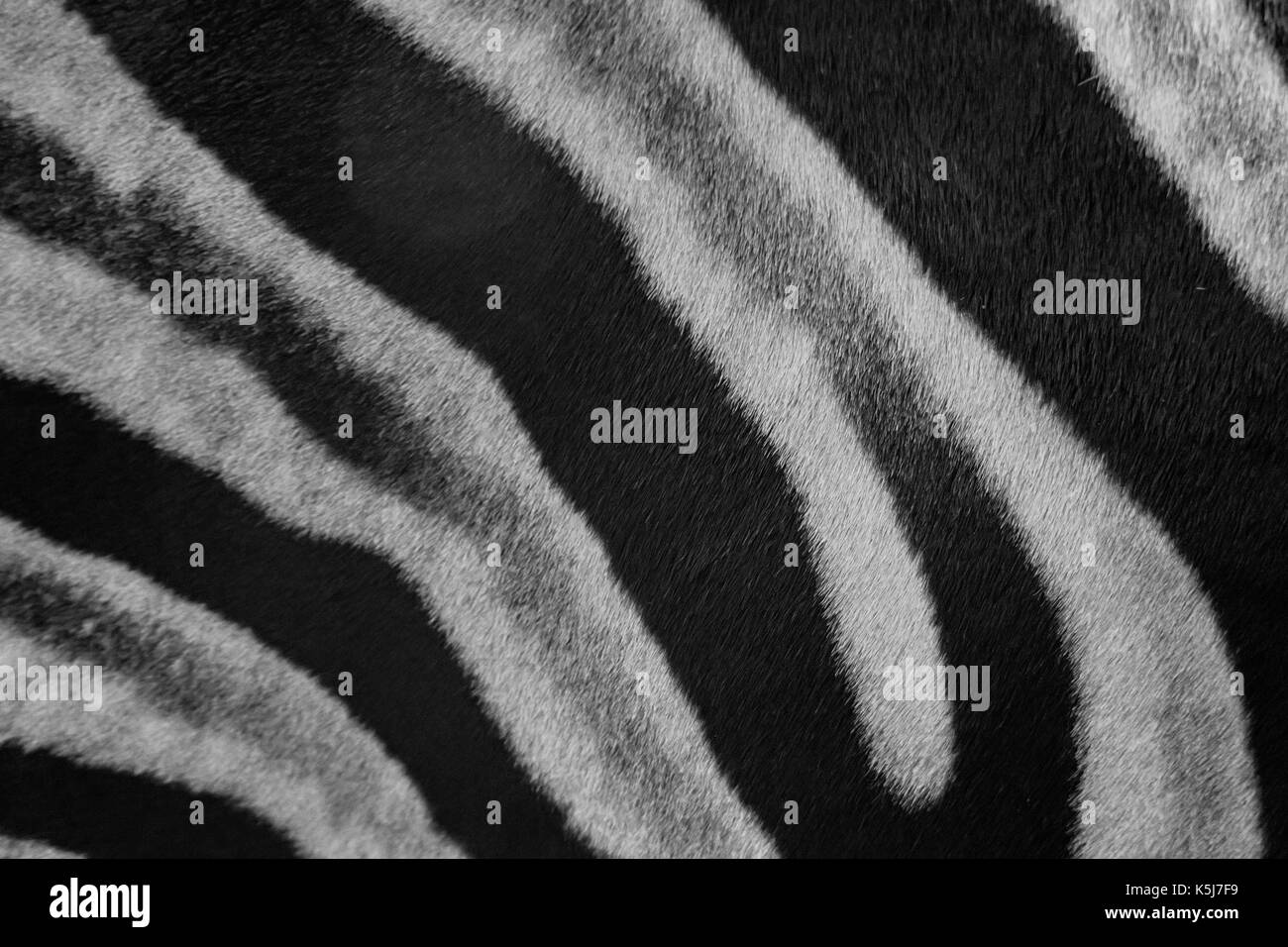 Close up zebra skin pattern black and white Stock Photo - Alamy