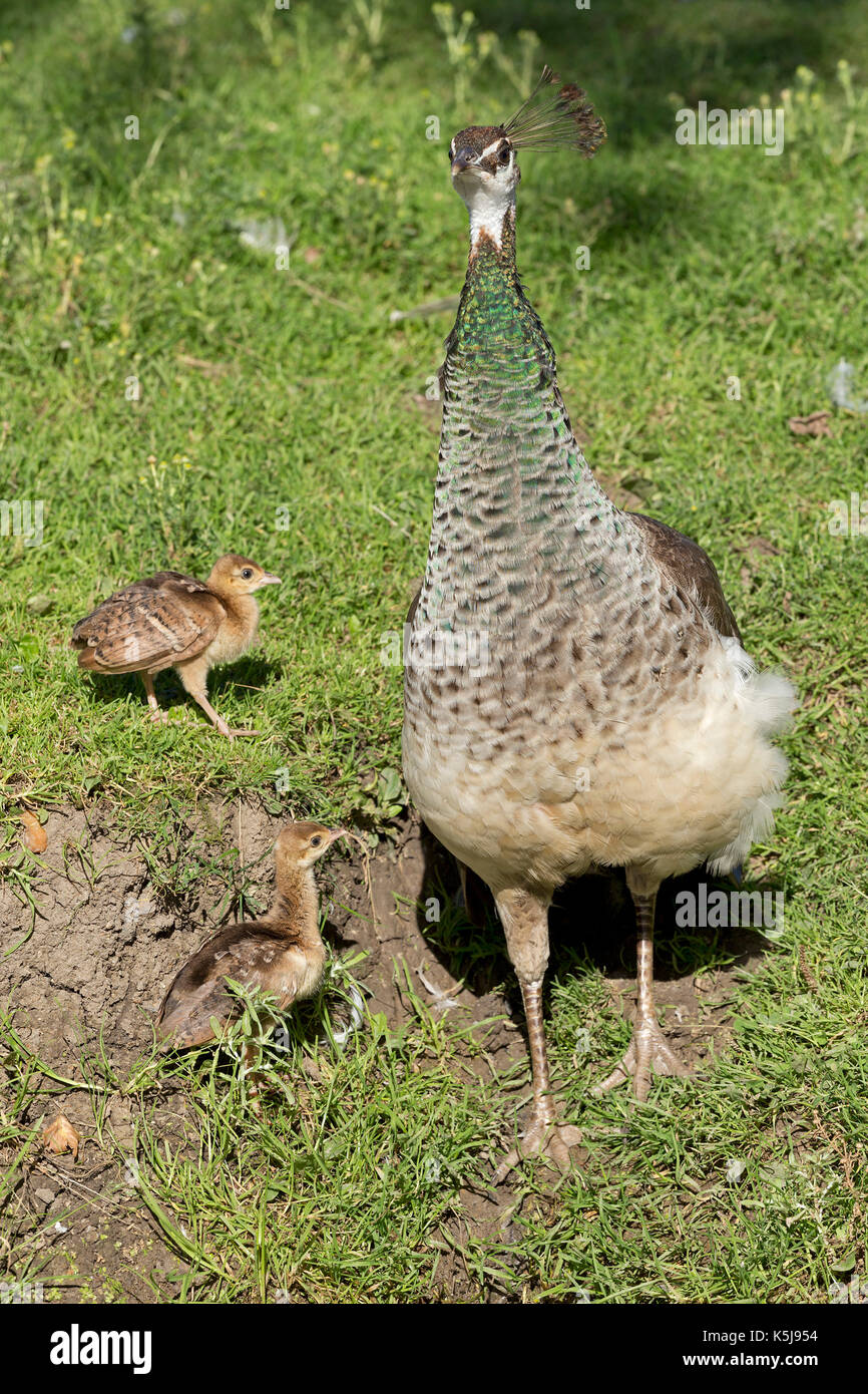 peafowl (Pavo) with chicks Stock Photo