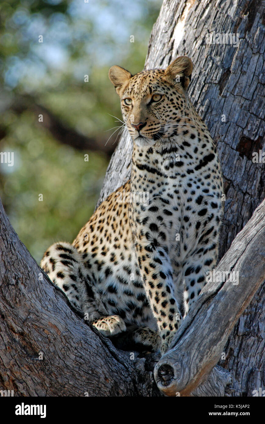 Leopard portrait. Taken at Chitabe Camp, in the Okavango Delta, Botswana Stock Photo