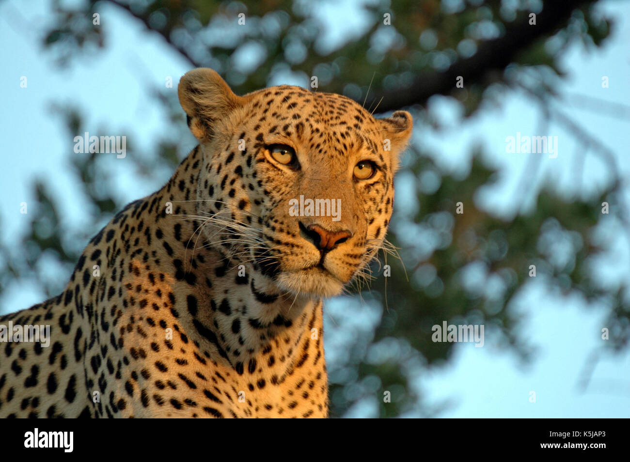 Leopard portrait in the golden hour. Taken in the Okavango Delta, Botswana Stock Photo