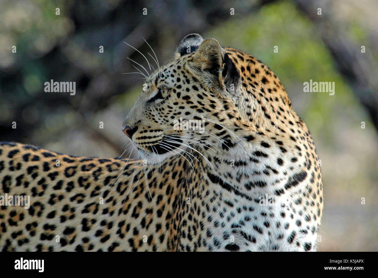 Leopard portrait. Taken in the Okavango Delta, Botswana Stock Photo