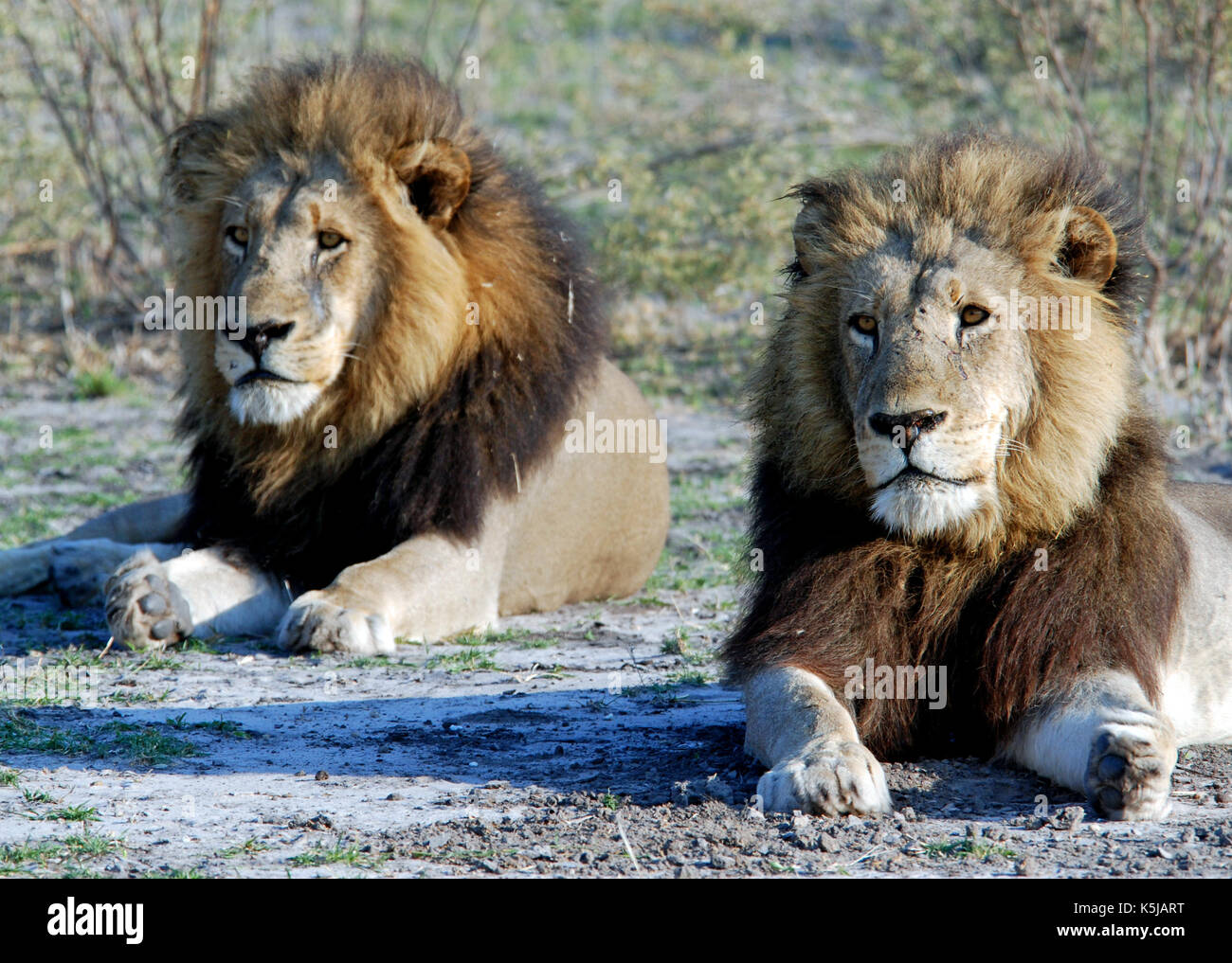 Top 54+ imagen leones de okavango