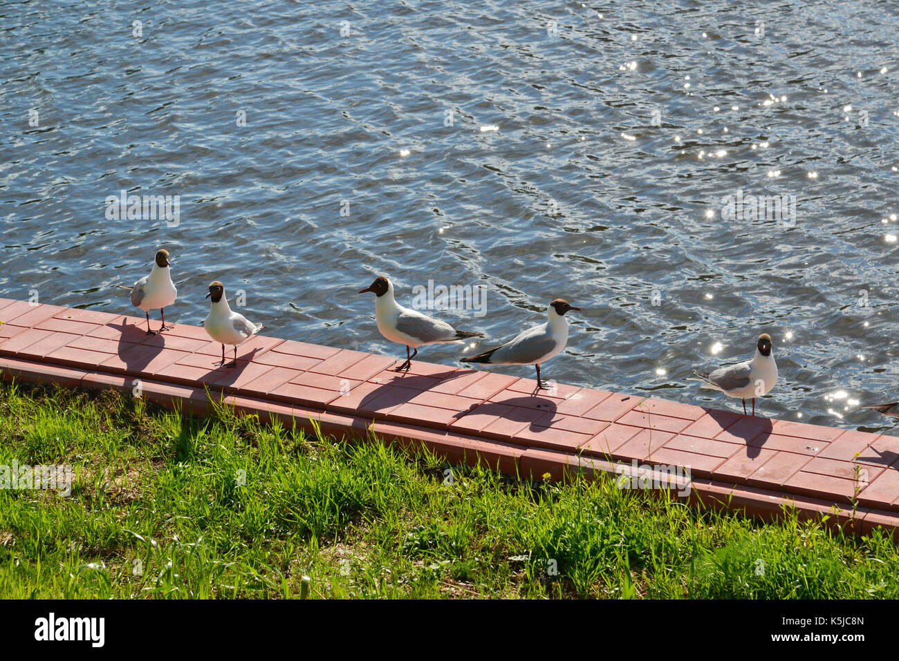 gulls stand on river bank in summer Stock Photo