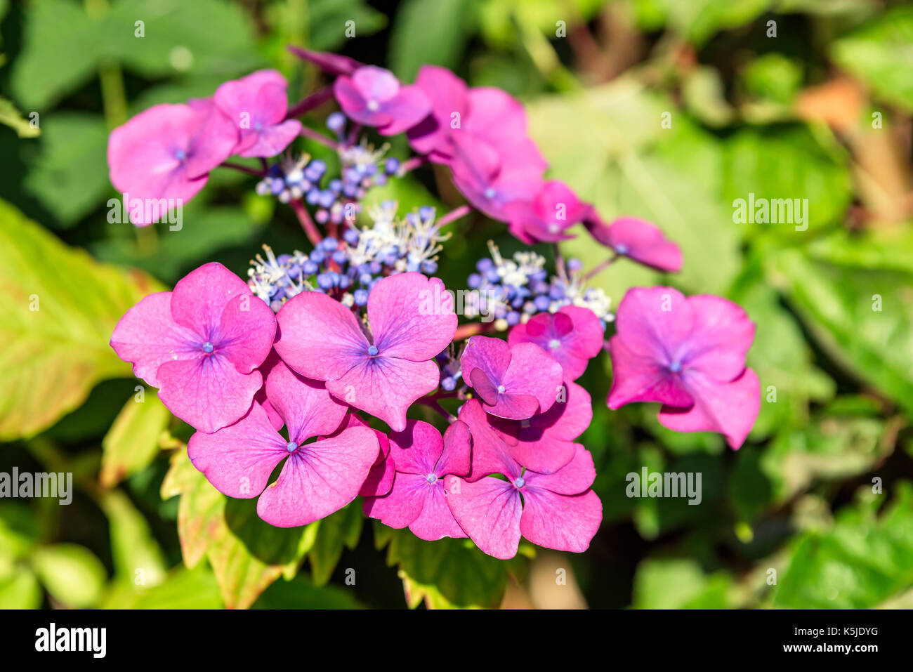 Pink hydrangea aka hortencia flowers in autumn Stock Photo - Alamy