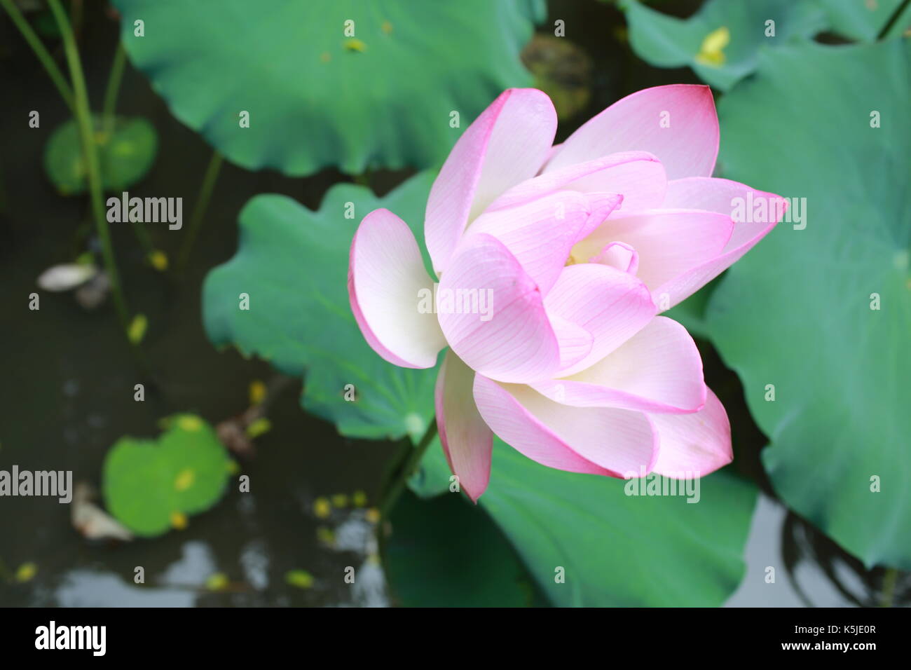 blossom opening lotus means the peace in chinese culture Stock Photo