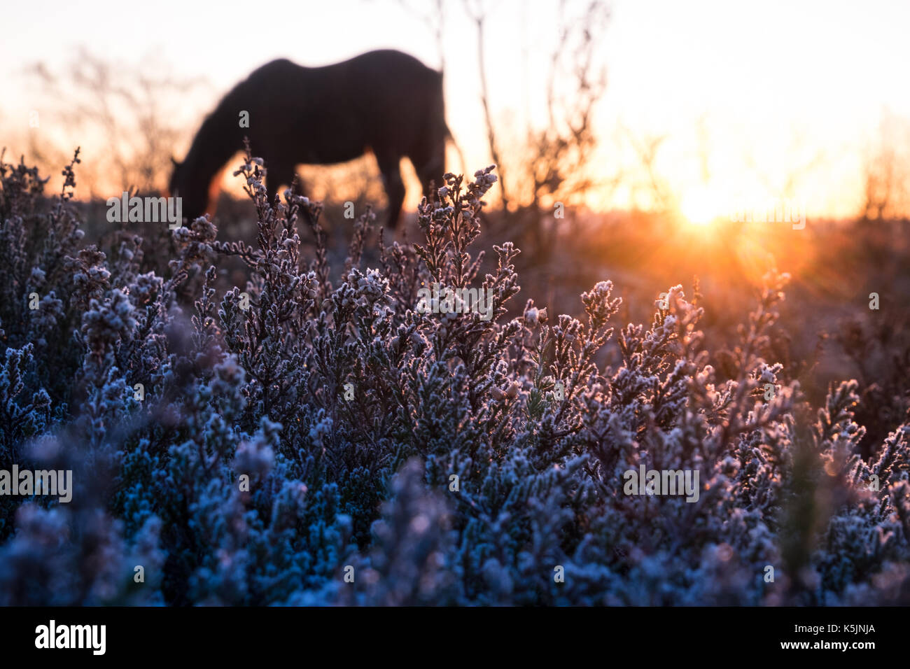 A horse grazing on Heather at sunrise over heather in the New Forest National Park, UK Stock Photo