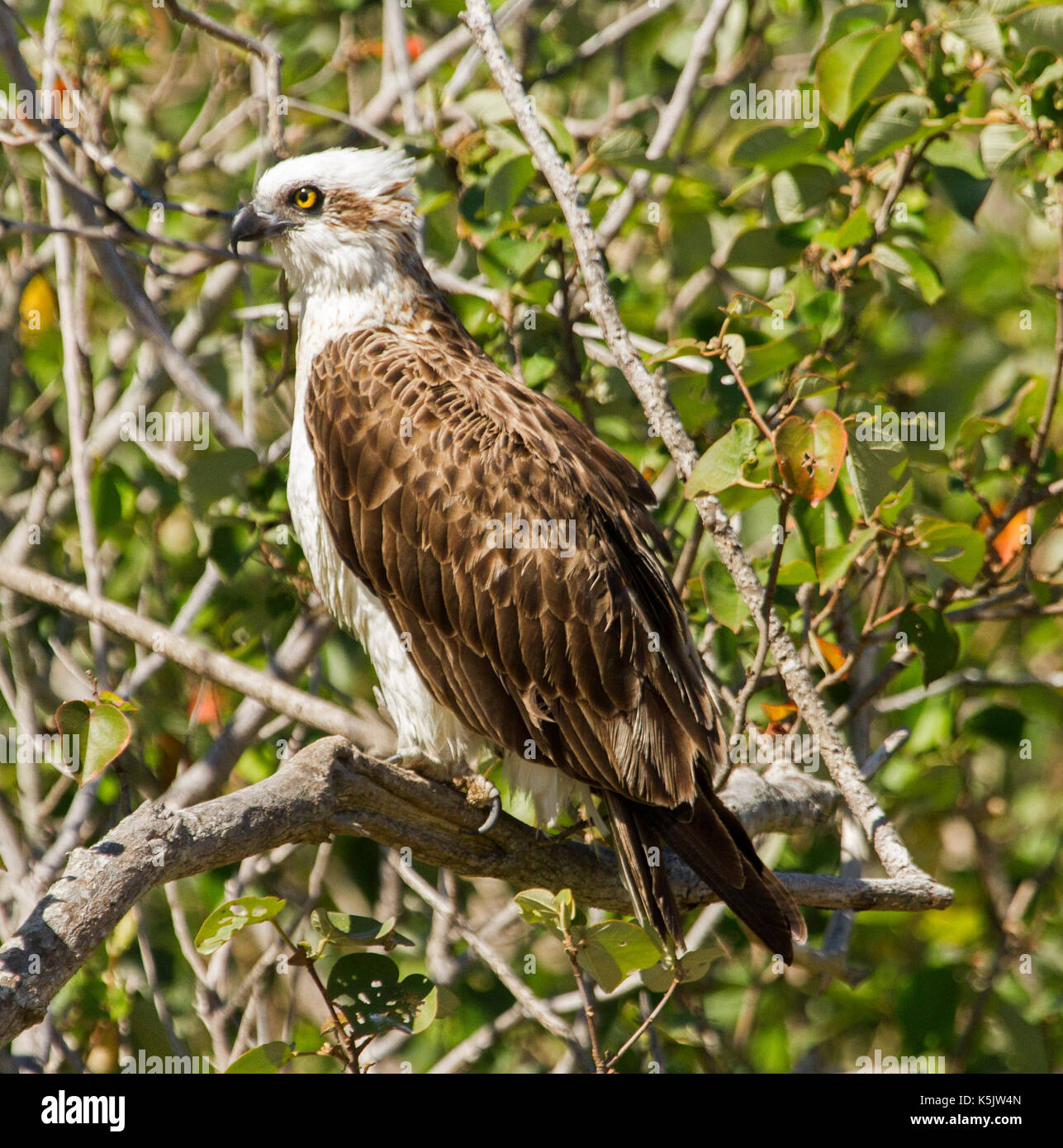 Osprey, Pandion cristatus, with alert expression, perched on branch against background of emerald foliage at Hervey Bay, Qld, Australia Stock Photo