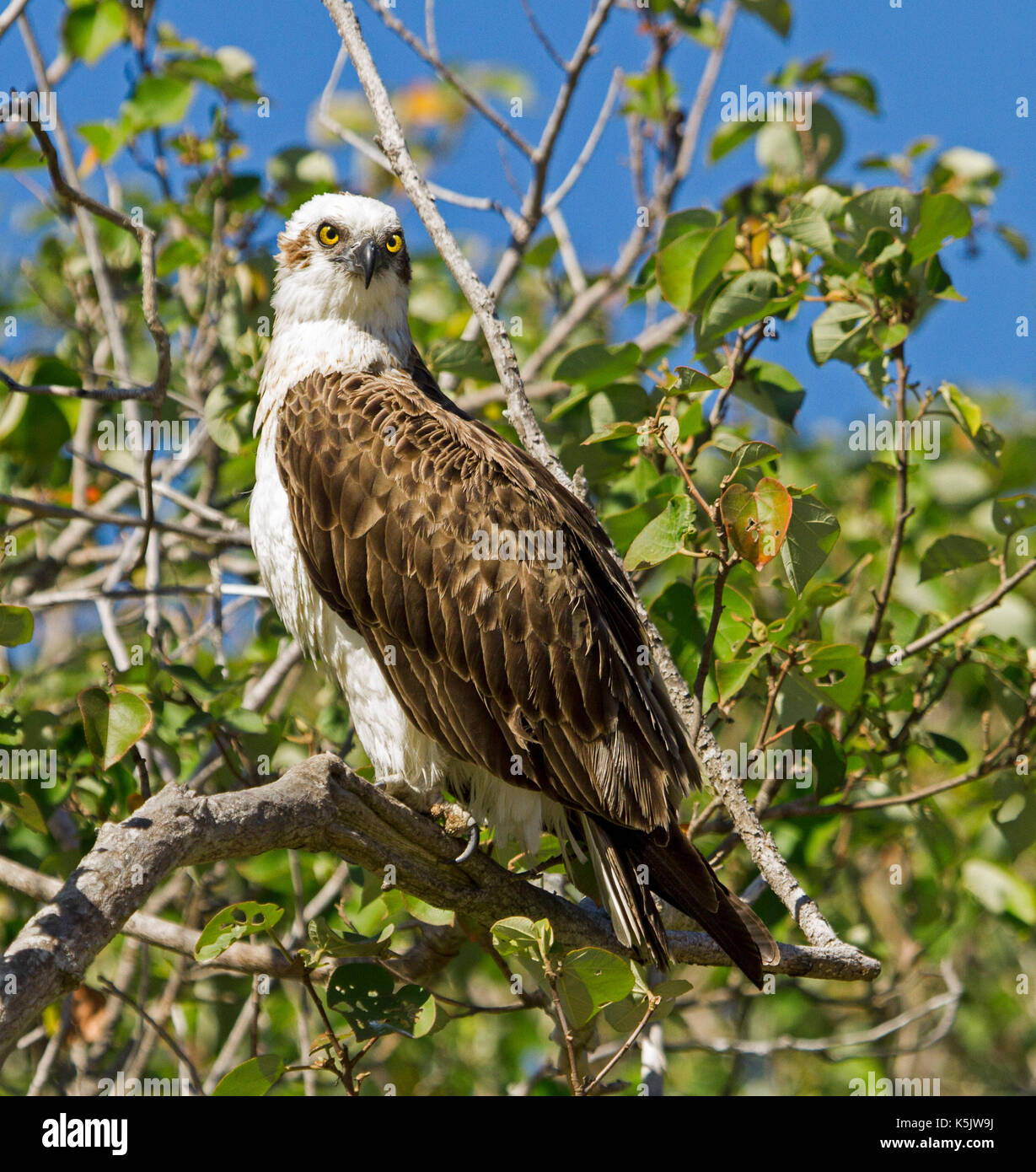 Osprey, Pandion cristatus, with eyes staring directly at camera, against background of emerald foliage & blue sky at Hervey Bay, Qld, Australia Stock Photo