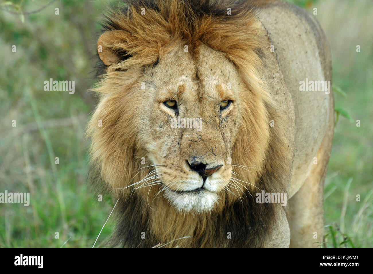 Lions of maasai mara hi-res stock photography and images - Alamy