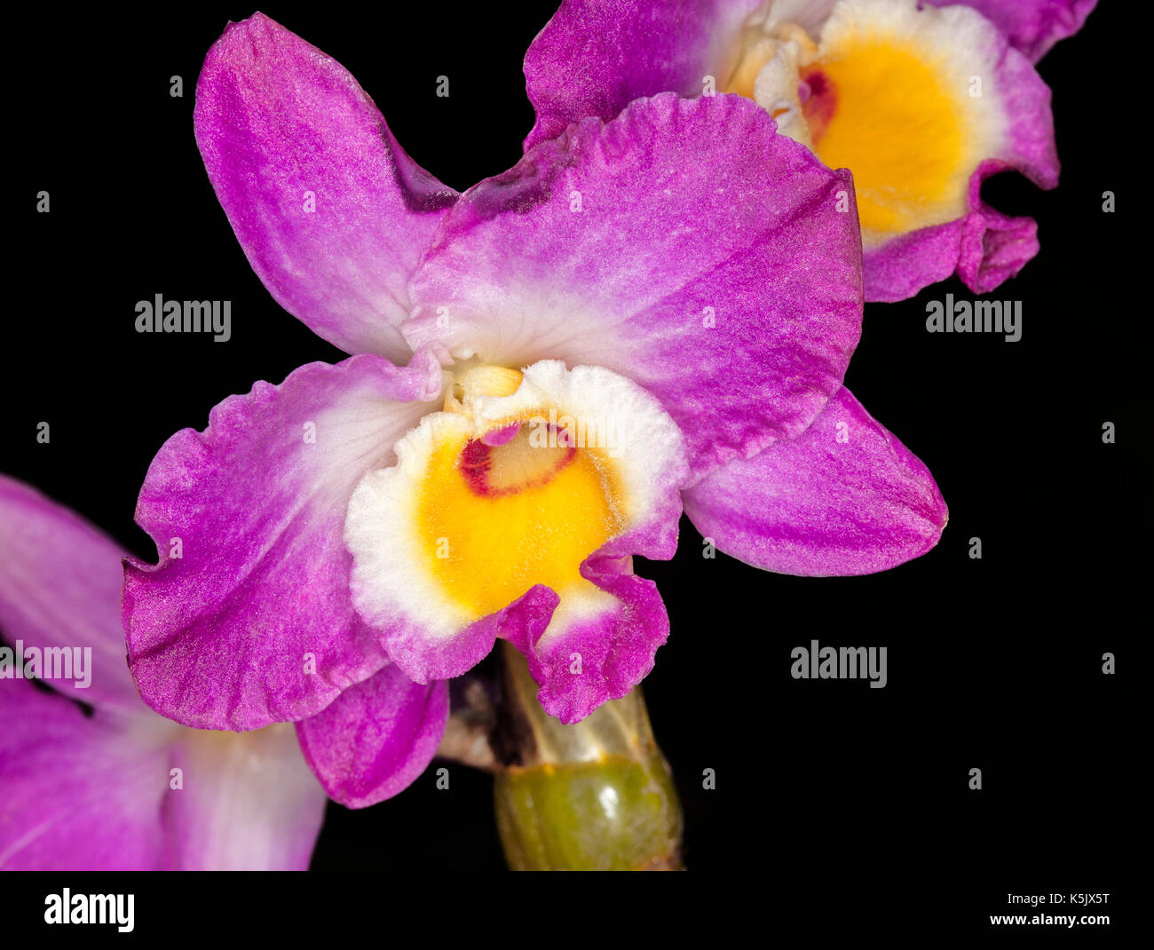 Stunning flower of orchid, Dendrobium Elegant Smile 'Red Crest, with vivid magenta / purple petals & yellow & white centre on black background Stock Photo