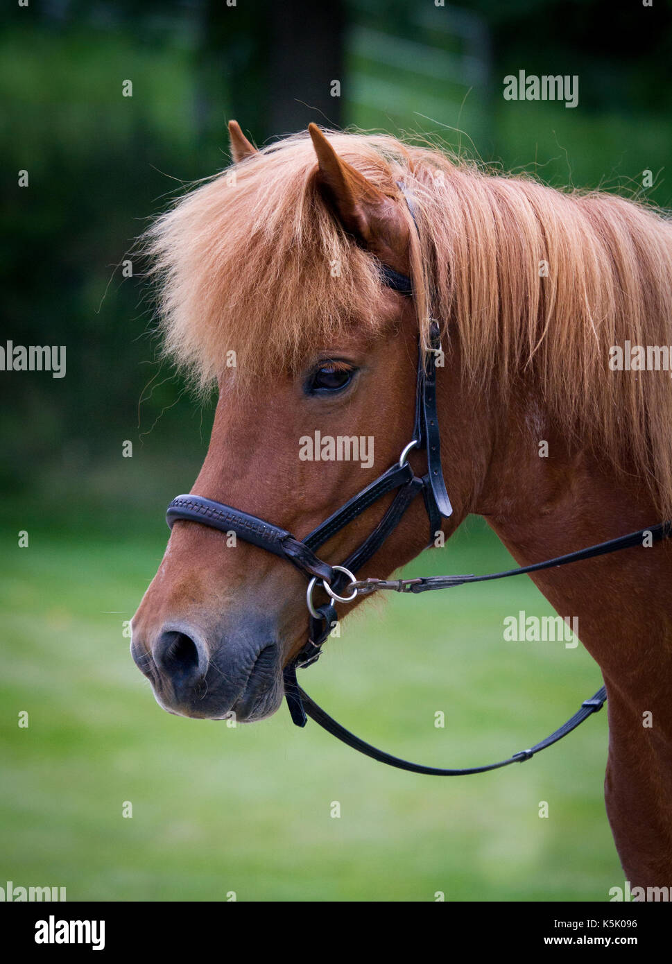 Icelandic Horse Mare Ridden With A Bitless Bridle Stock Photo Alamy