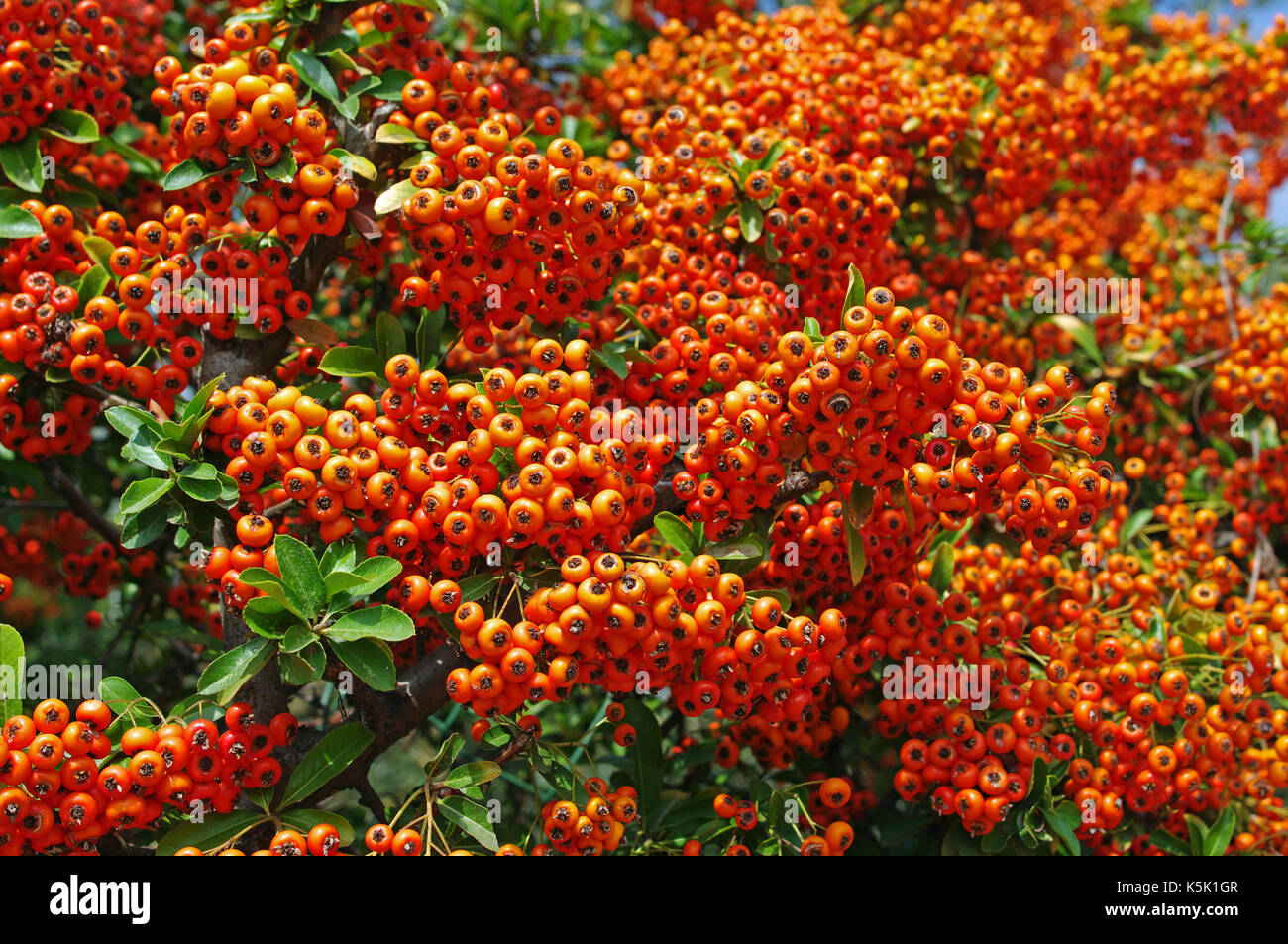 this is Pyracantha coccinea, the Scarlet firethorn, from the family Rosaceae, with his showy fruits in autumn Stock Photo