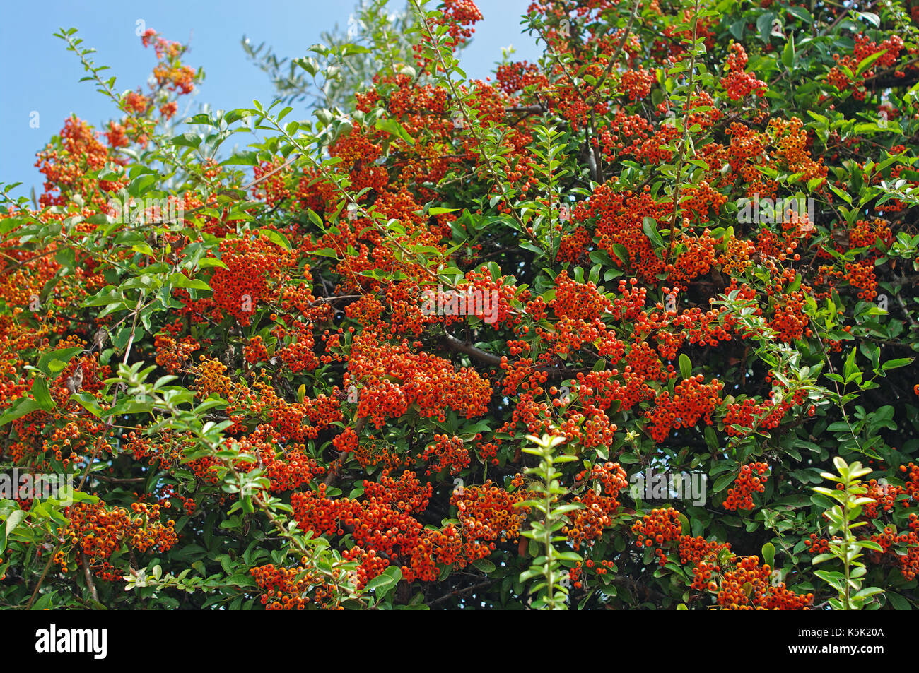 this is Pyracantha coccinea, the Scarlet firethorn, from the family Rosaceae, with his showy fruits in autumn Stock Photo
