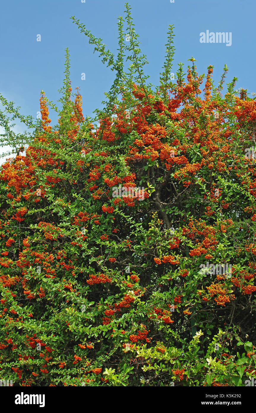 Red Firethorn Stock Photos Red Firethorn Stock Images Page 2