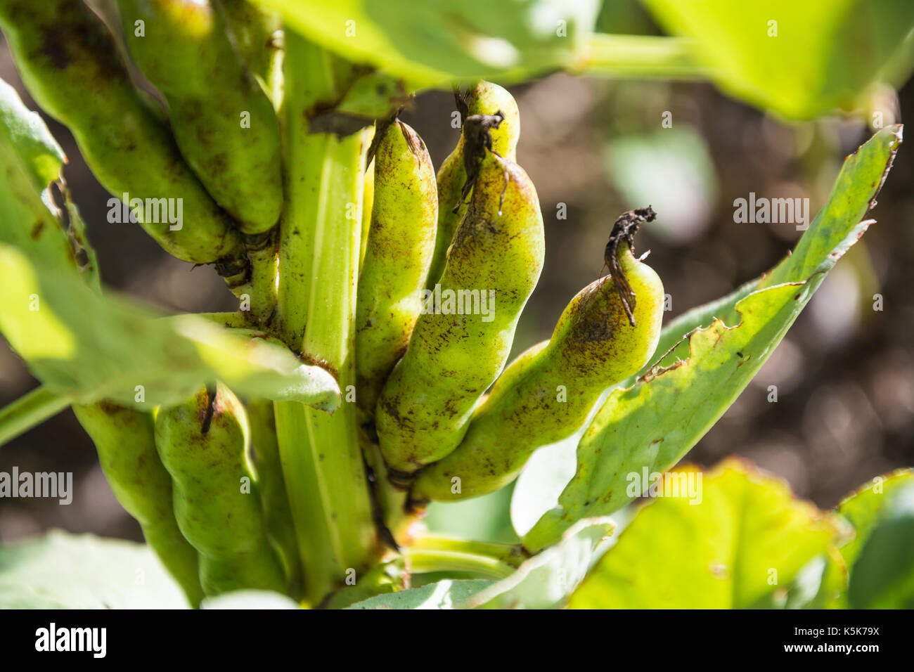 Broad Bean (Vicia faba, Fava beans) pods on the stalk in August, UK Stock Photo