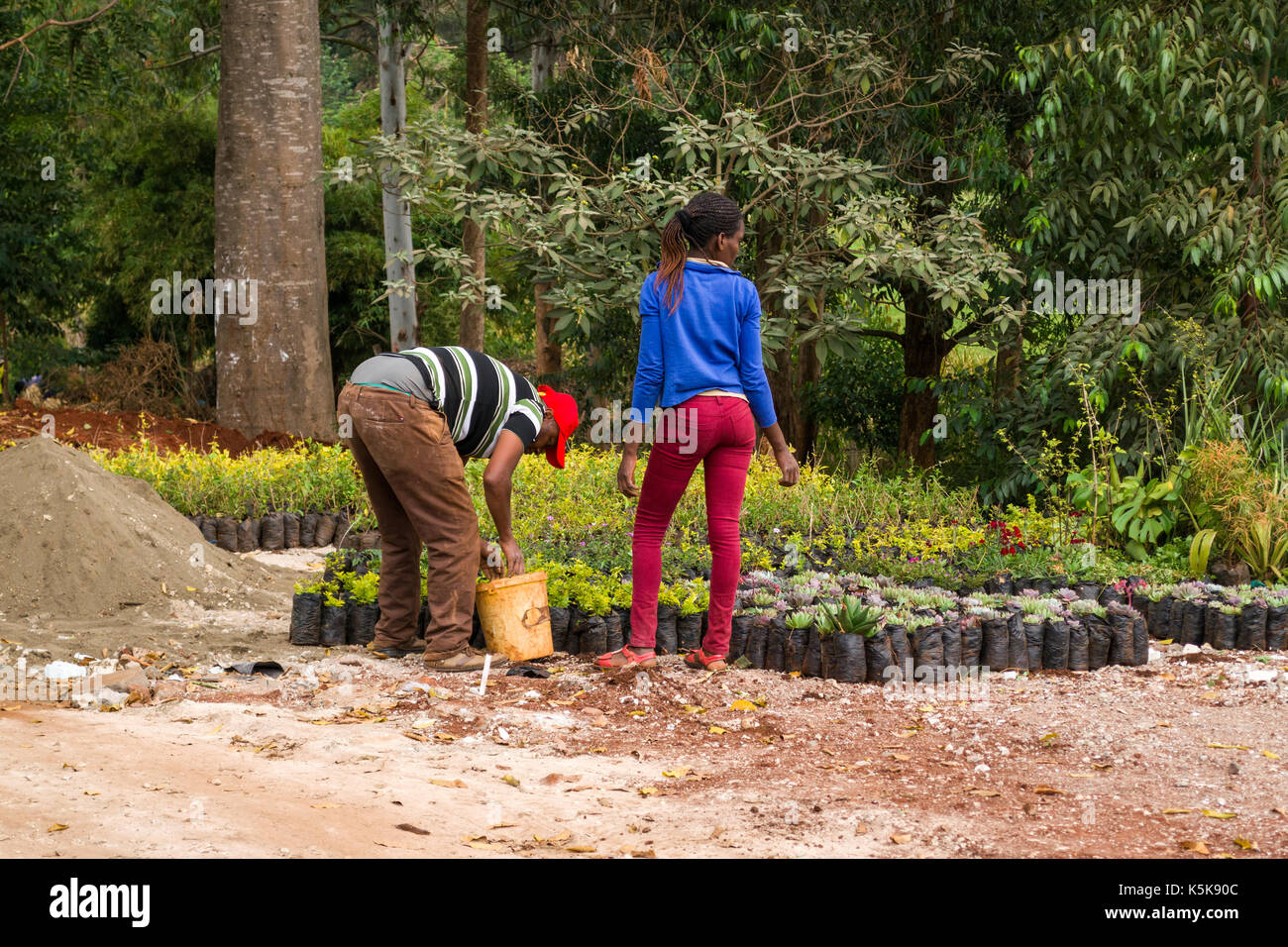 Two workers fill plants for sale in to plastic bags by road side, Nairobi, Kenya Stock Photo